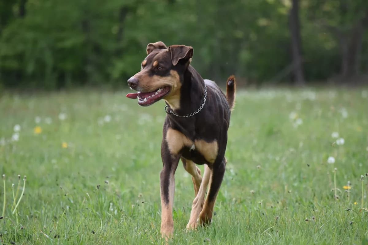 Archie- Direktvermittlung, male mixed breed for adoption at Tierschutzverein Herford e.V. (Tierheim Bünde)