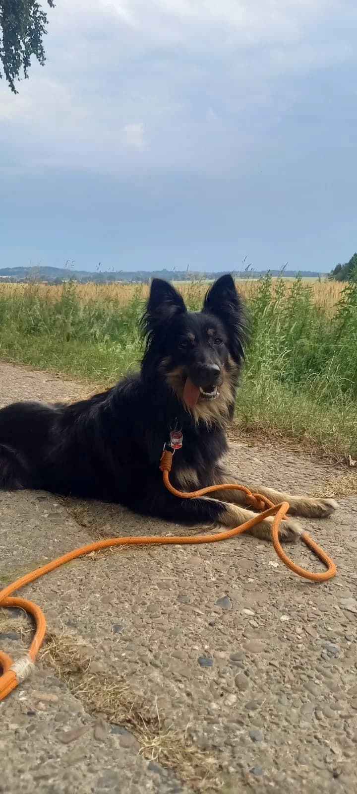 Martha- Direktvermittlung, female 6yo mixed breed for adoption at Tierschutzverein Herford e.V. (Tierheim Bünde)