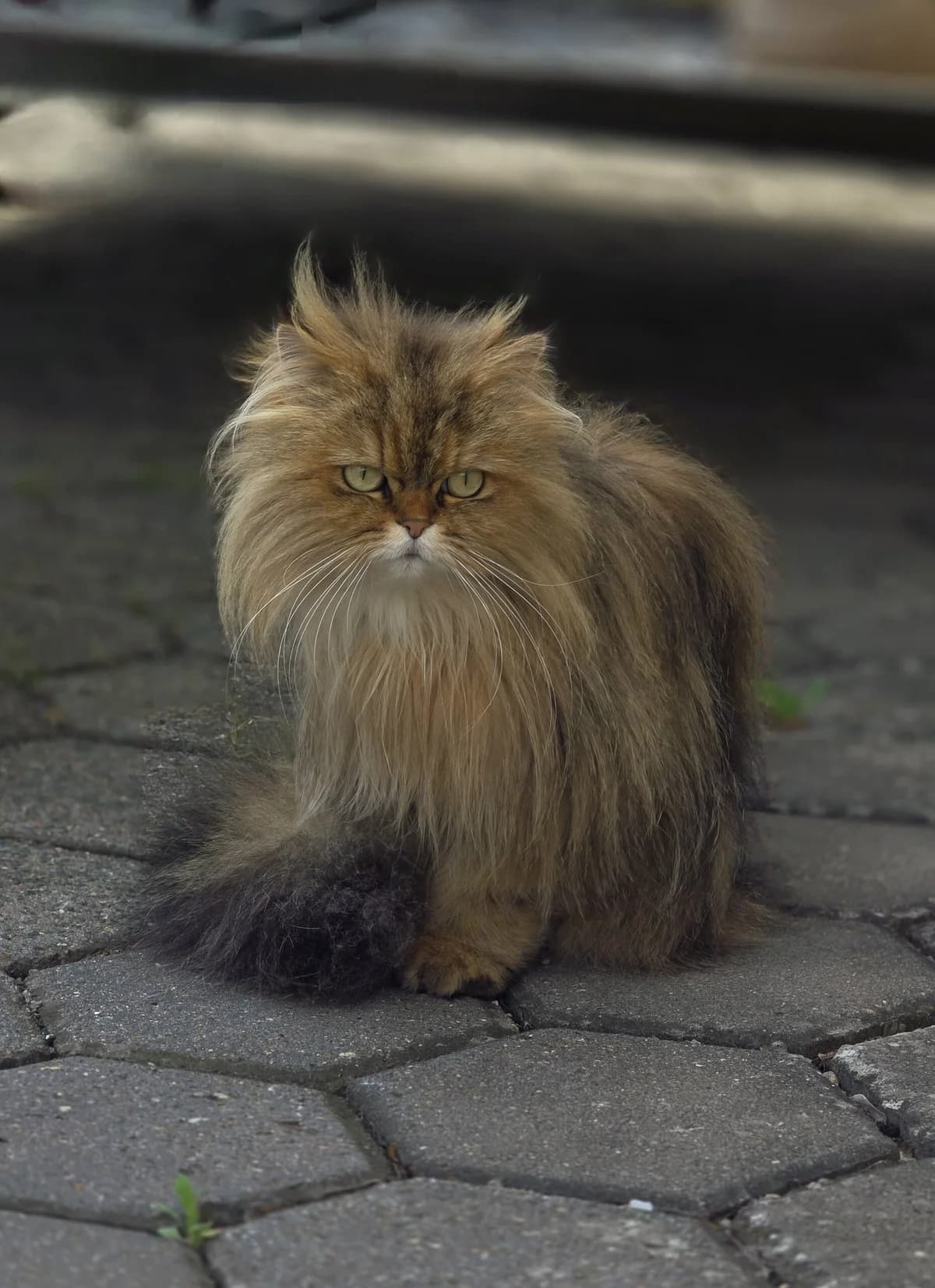 Maia- Direktvermittlung, female Persian for adoption at Tierschutzverein Herford e.V. (Tierheim Bünde)