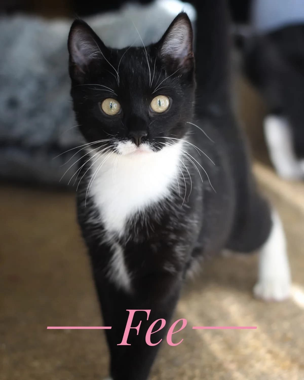 Fee und Floh, European Shorthair for adoption at Tierschutzverein Herford e.V. (Tierheim Bünde)