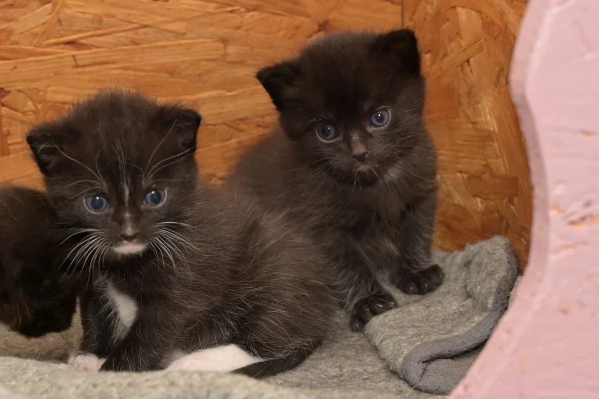 Kikis Kitten, schwarz puppy mixed breed for adoption at Tierschutzverein Hilchenbach, Hilchenbach