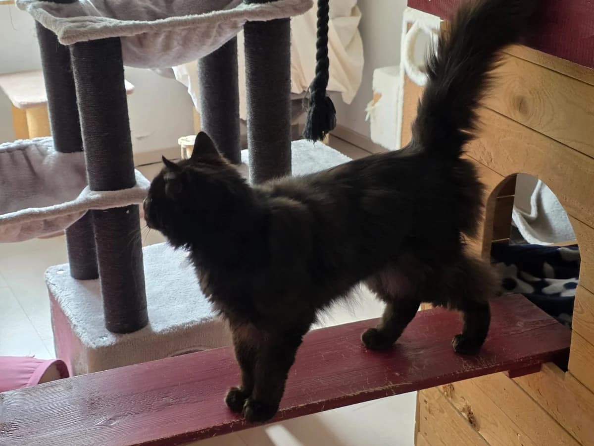 Hagrid, schwarz male 3yo mixed breed for adoption at Tierschutzverein Hilchenbach, Hilchenbach