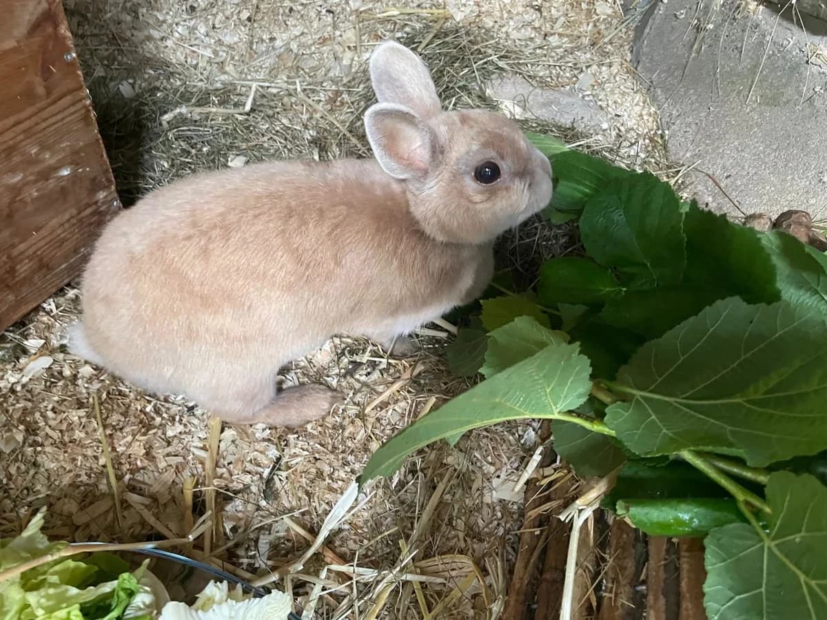Lola, beige mixed breed for adoption at Tierschutzverein Hilchenbach, Hilchenbach