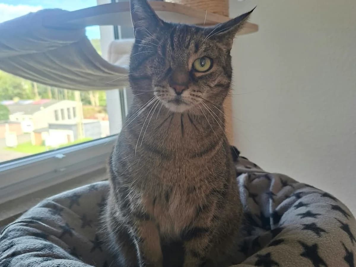 Vermittlungshilfe Minou, Mixed Breed for adoption at Tierschutzverein Hilchenbach, Hilchenbach