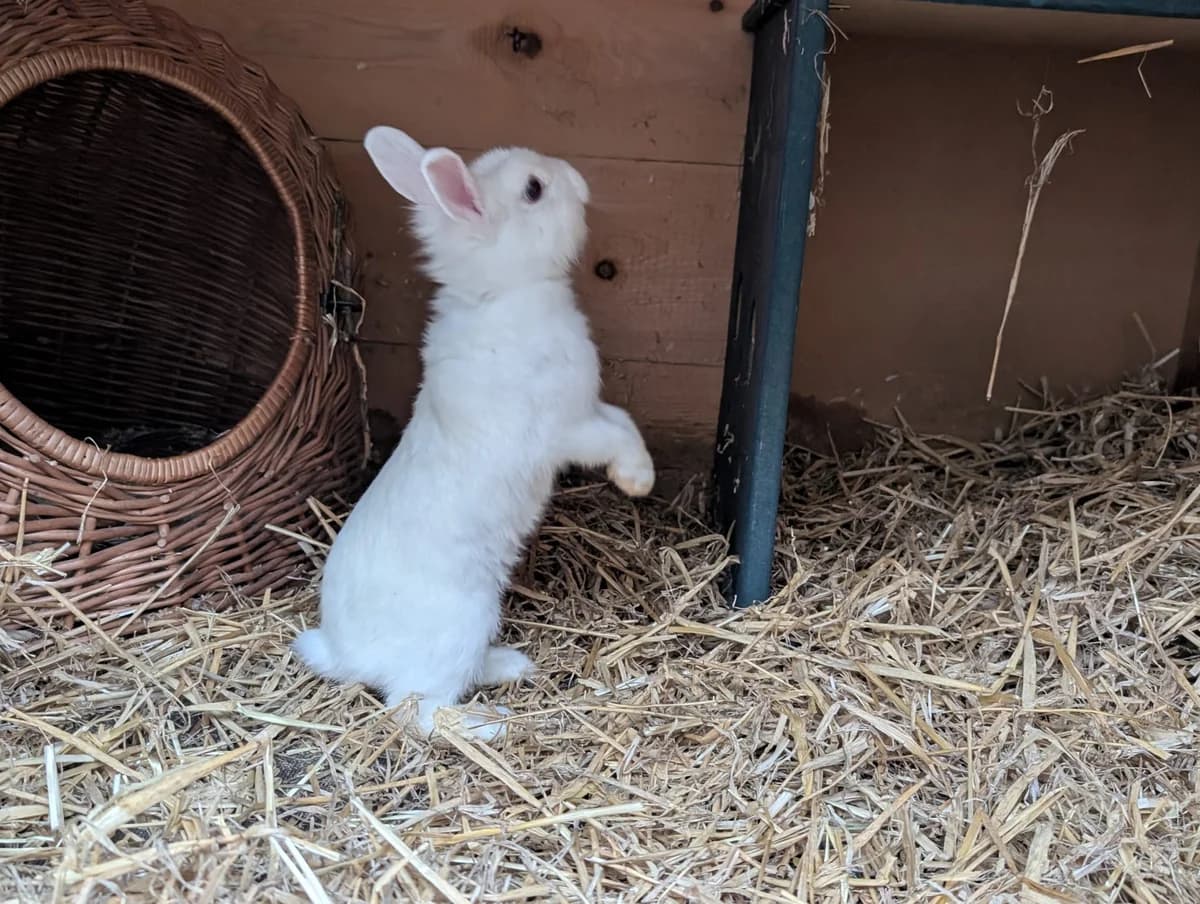 Fundkaninchen Allenbach, weiß Mixed Breed for adoption at Tierschutzverein Hilchenbach, Hilchenbach