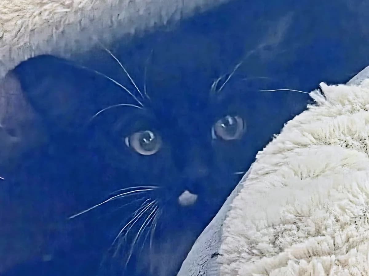 Fangaktion X-Tal, Mixed Breed for adoption at Tierschutzverein Hilchenbach, Hilchenbach
