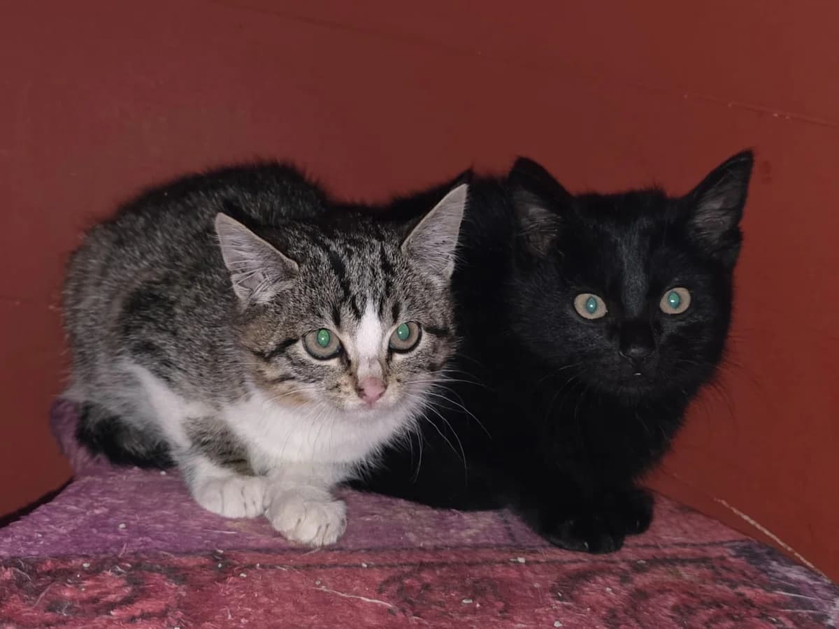 Kitten-Duo, schwarz male puppy Mixed Breed for adoption at Tierschutzverein Hilchenbach, Hilchenbach