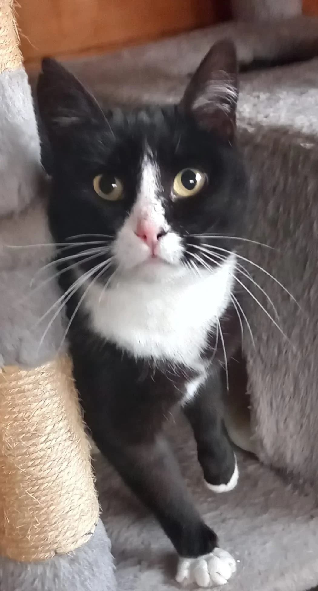 Mausi, female 4yo Mixed Breed for adoption at Tierschutzverein Hannoversch Münden e.V.