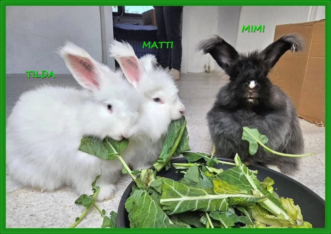 Angora Kannichen, 6yo mixed breed for adoption at Tierschutzverein Homberg/Borken, Homberg