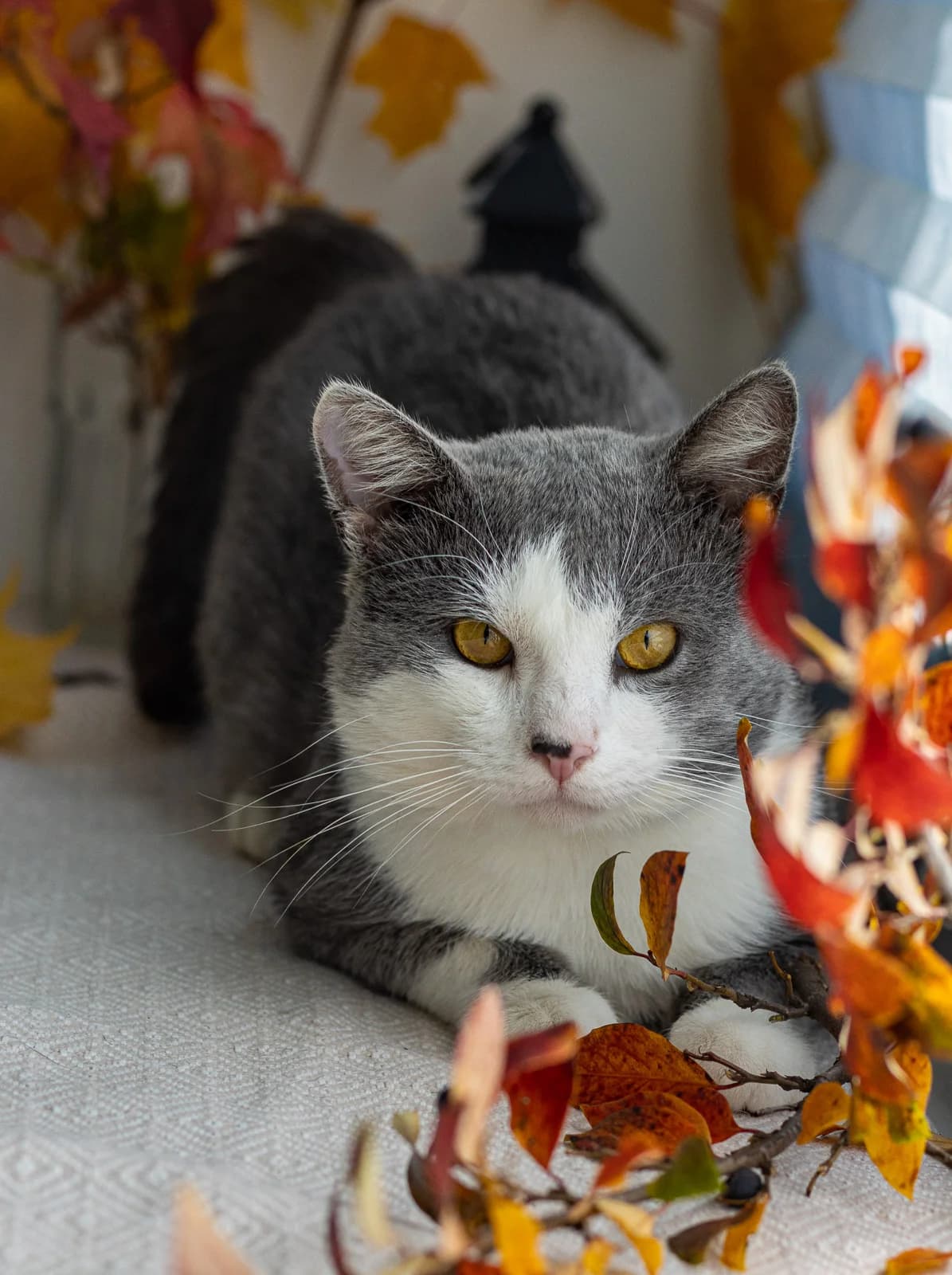 Tom | K26-0601, male young Mixed Breed for adoption at Tierschutzverein House of animals Marfino eV, Jessen (Elster)