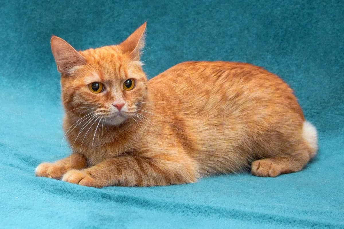 Kira| K26-0801, female 3yo Mixed Breed for adoption at Tierschutzverein House of animals Marfino eV, Jessen (Elster)