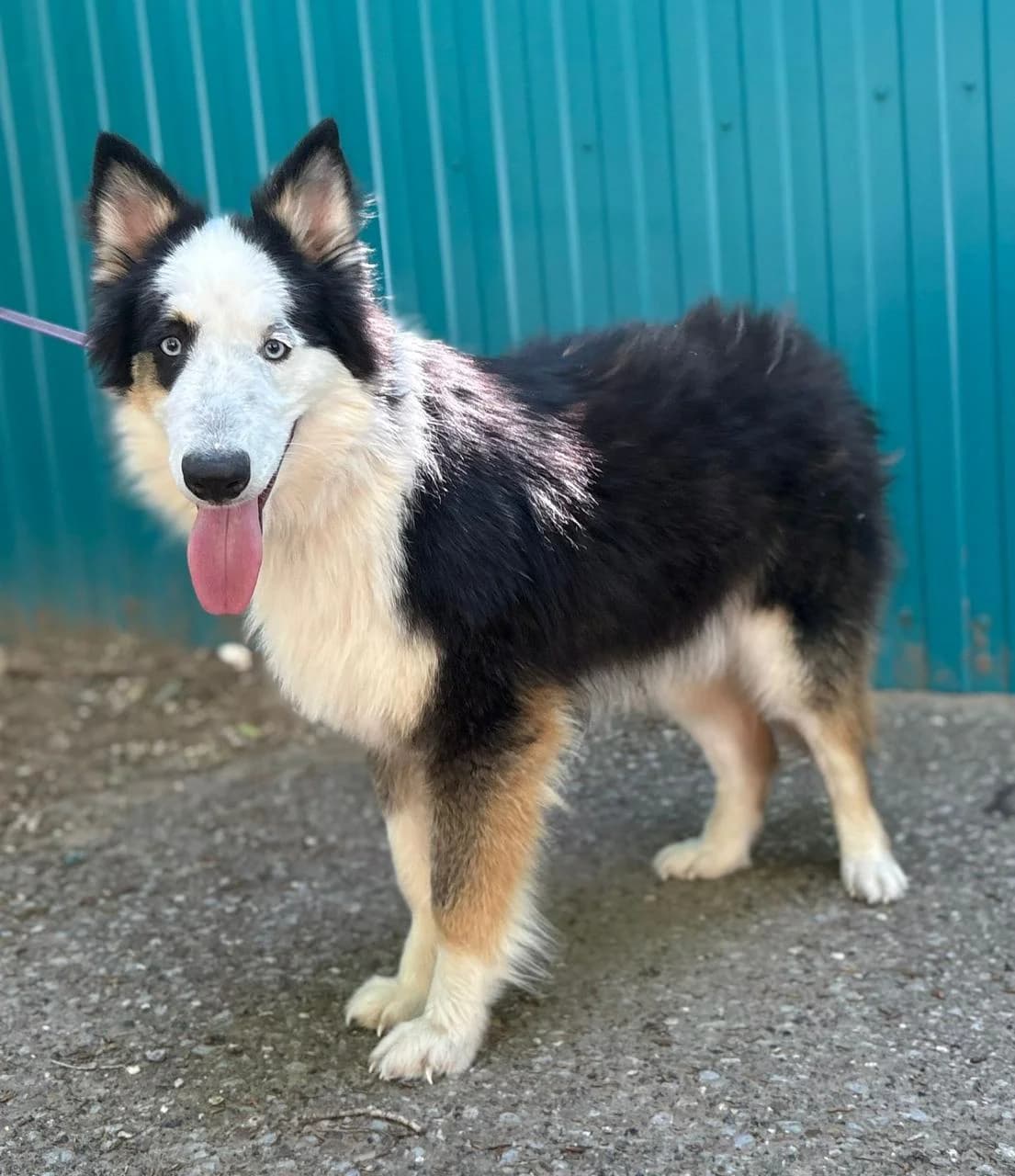Arlechine| H26-1158, male puppy Mixed Breed for adoption at Tierschutzverein House of animals Marfino eV, Jessen (Elster)