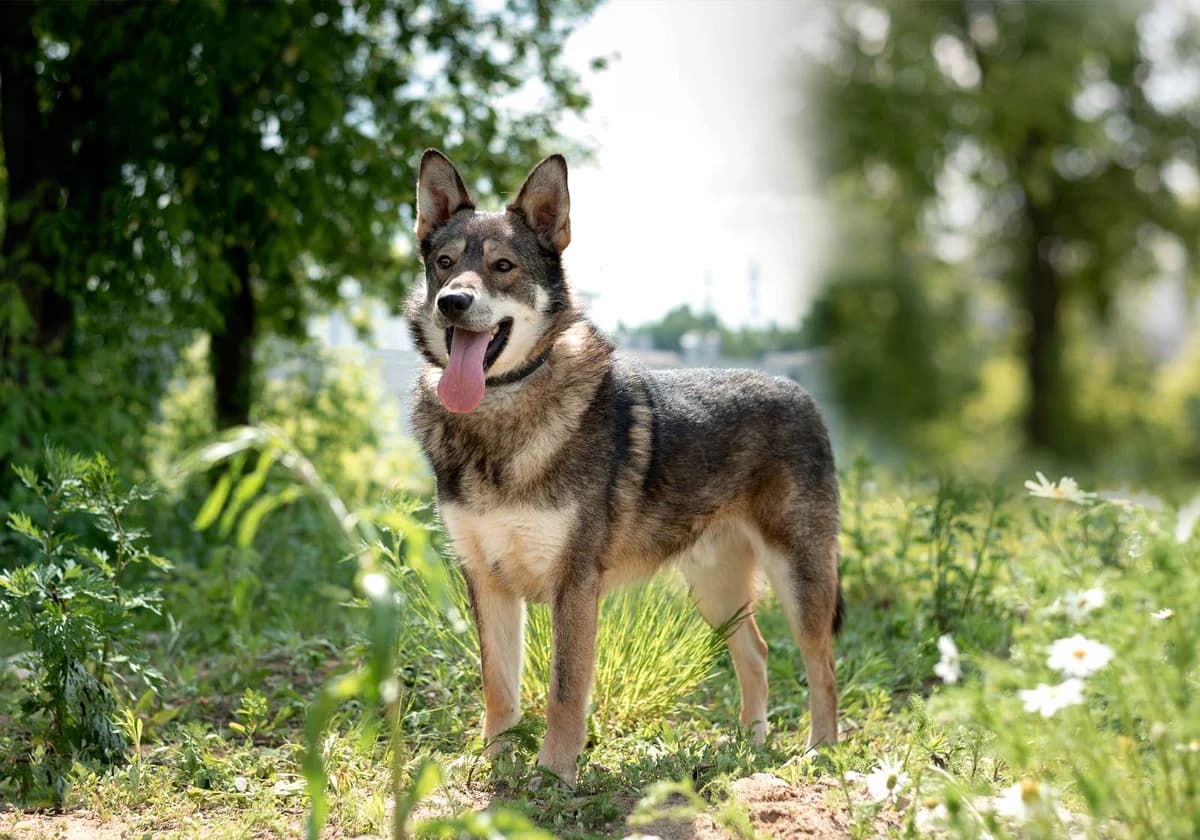 Borman| H26-1161, male young Mixed Breed for adoption at Tierschutzverein House of animals Marfino eV, Jessen (Elster)