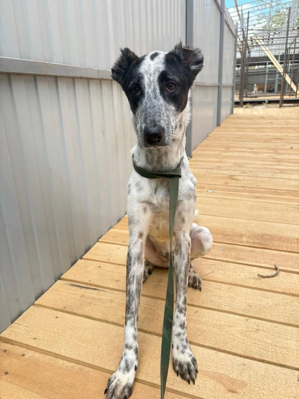 Cracker| H26-1163, male young Mixed Breed for adoption at Tierschutzverein House of animals Marfino eV, Jessen (Elster)