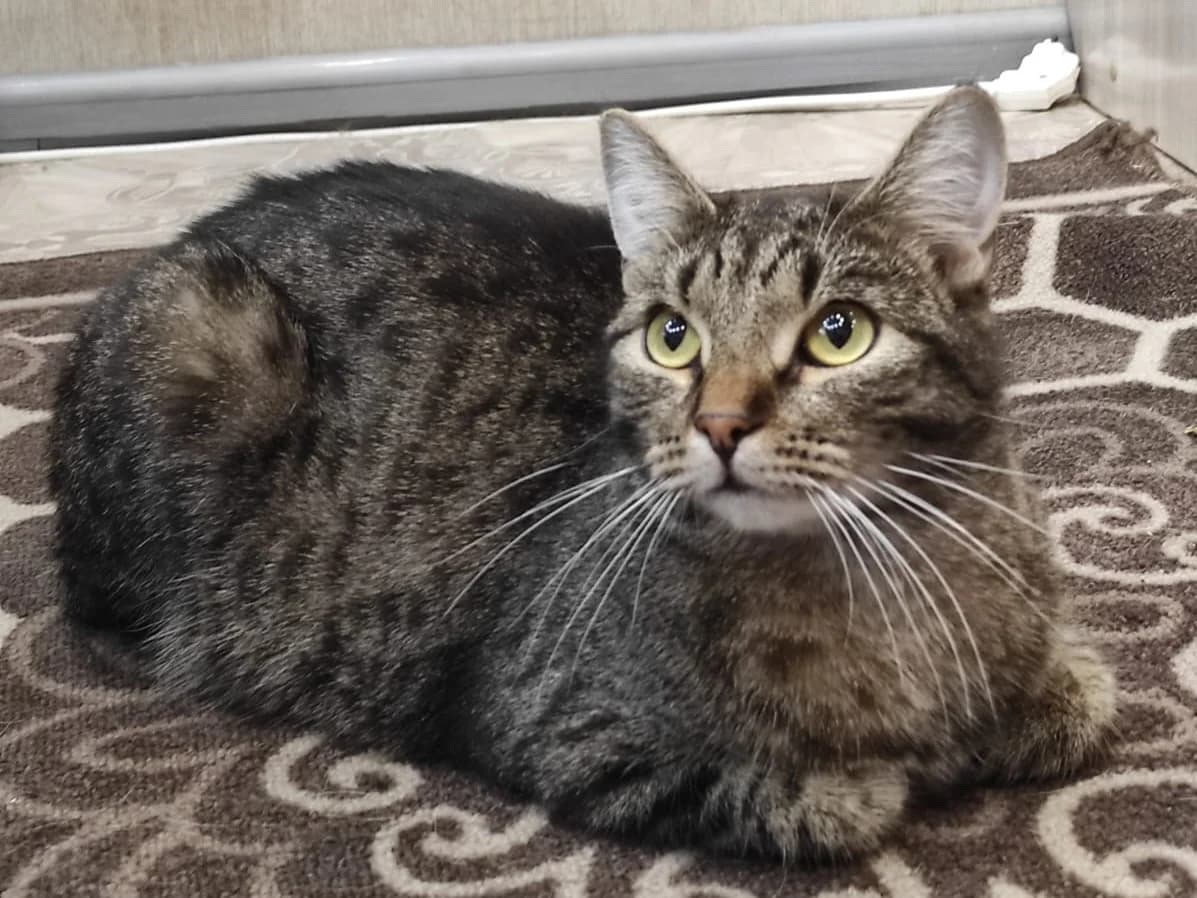 Edward | K26-0402, male 5yo Mixed Breed for adoption at Tierschutzverein House of animals Marfino eV, Jessen (Elster)