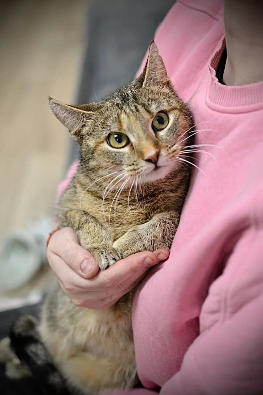Diana| K26-0102, female 7yo Mixed Breed for adoption at Tierschutzverein House of animals Marfino eV, Jessen (Elster)