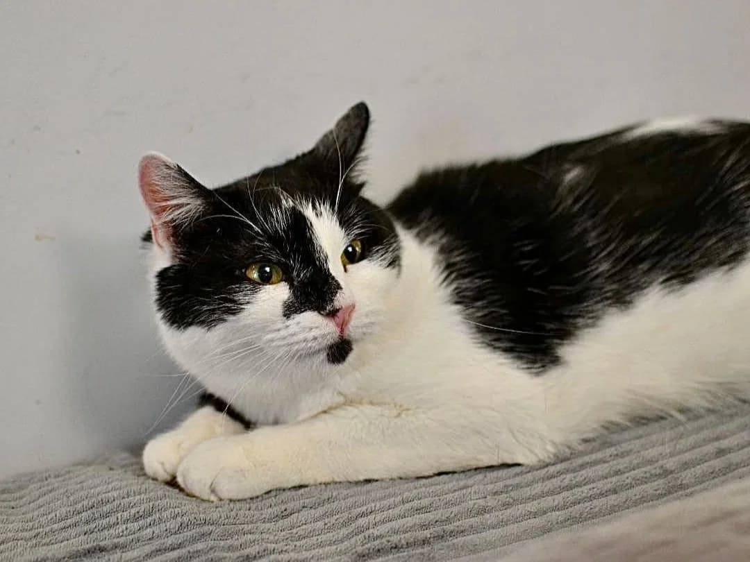 Lana| K26-0108, female 5yo Mixed Breed for adoption at Tierschutzverein House of animals Marfino eV, Jessen (Elster)