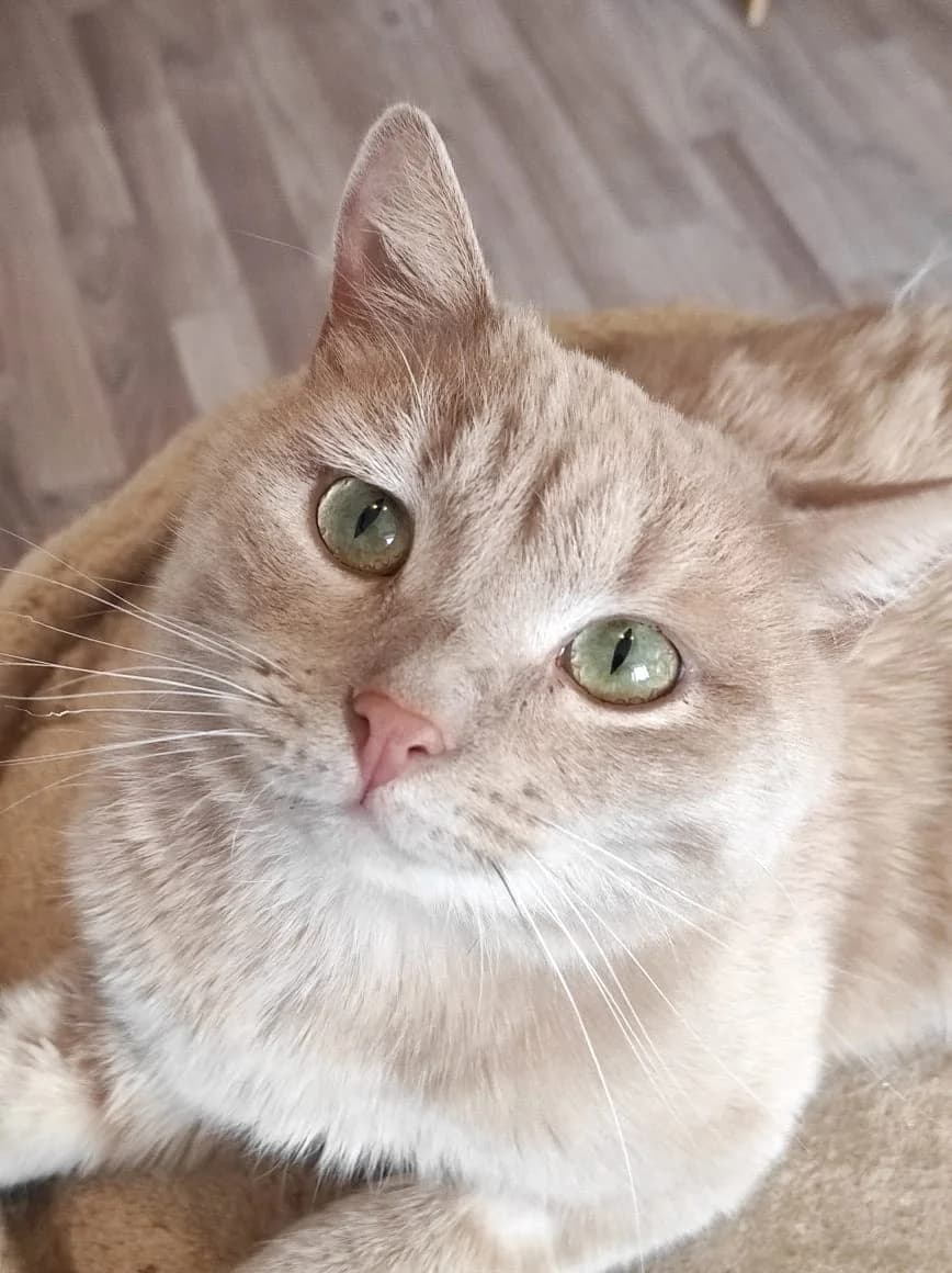 Christian | K26-0405, male 5yo Mixed Breed for adoption at Tierschutzverein House of animals Marfino eV, Jessen (Elster)