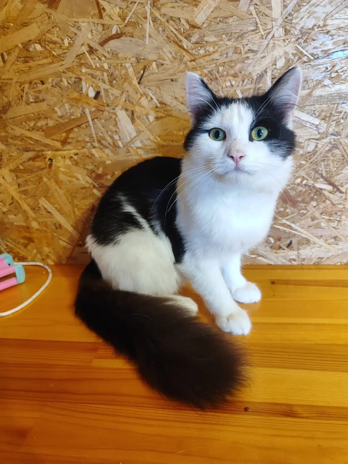 Fima | K26-0406, male 5yo Mixed Breed for adoption at Tierschutzverein House of animals Marfino eV, Jessen (Elster)