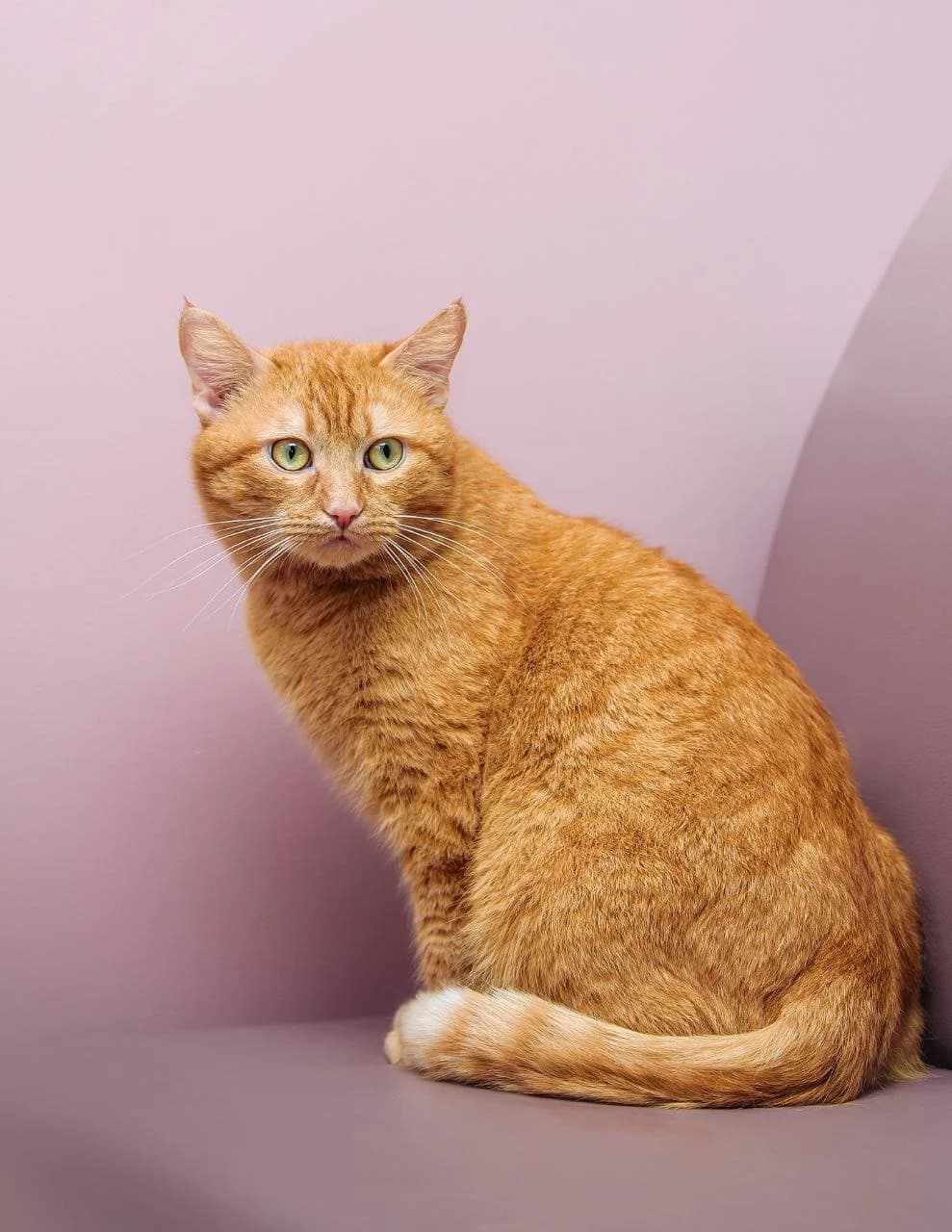 Leopold | K26-0407, male 4yo Mixed Breed for adoption at Tierschutzverein House of animals Marfino eV, Jessen (Elster)