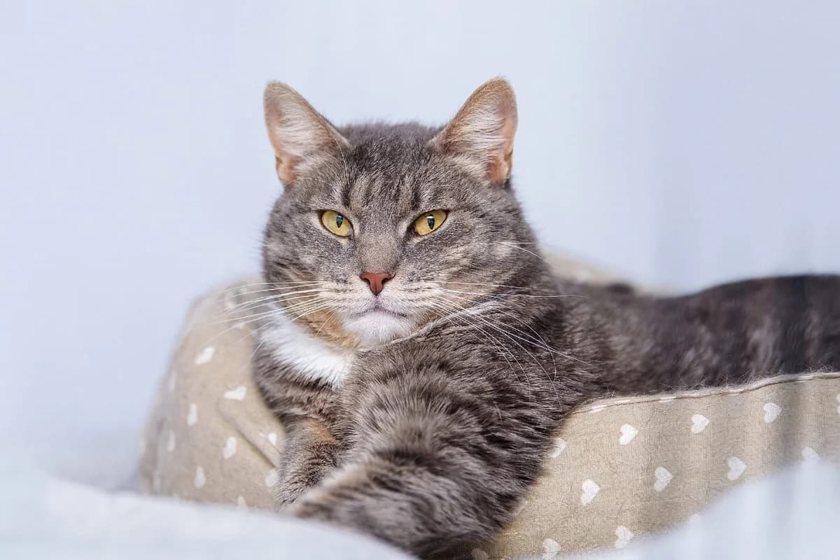 Lovisa| K26-0408, female 5yo Mixed Breed for adoption at Tierschutzverein House of animals Marfino eV, Jessen (Elster)