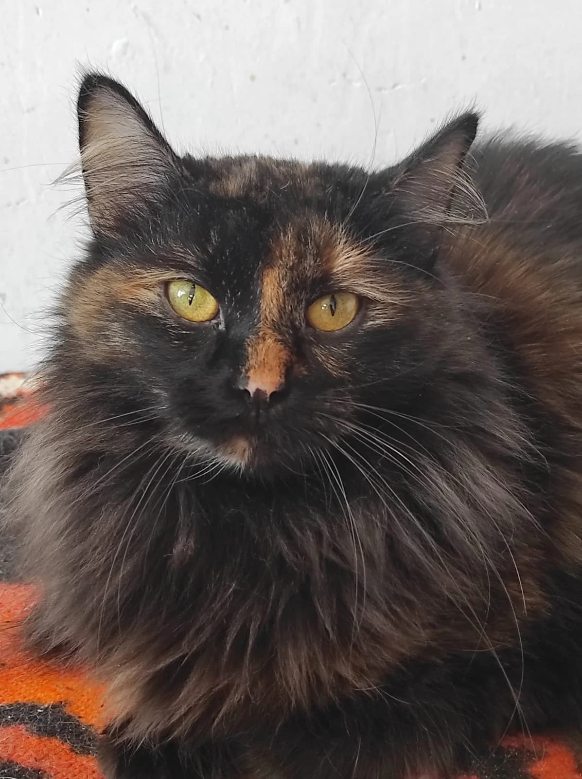 Margaret| K26-0409, female 7yo Mixed Breed for adoption at Tierschutzverein House of animals Marfino eV, Jessen (Elster)