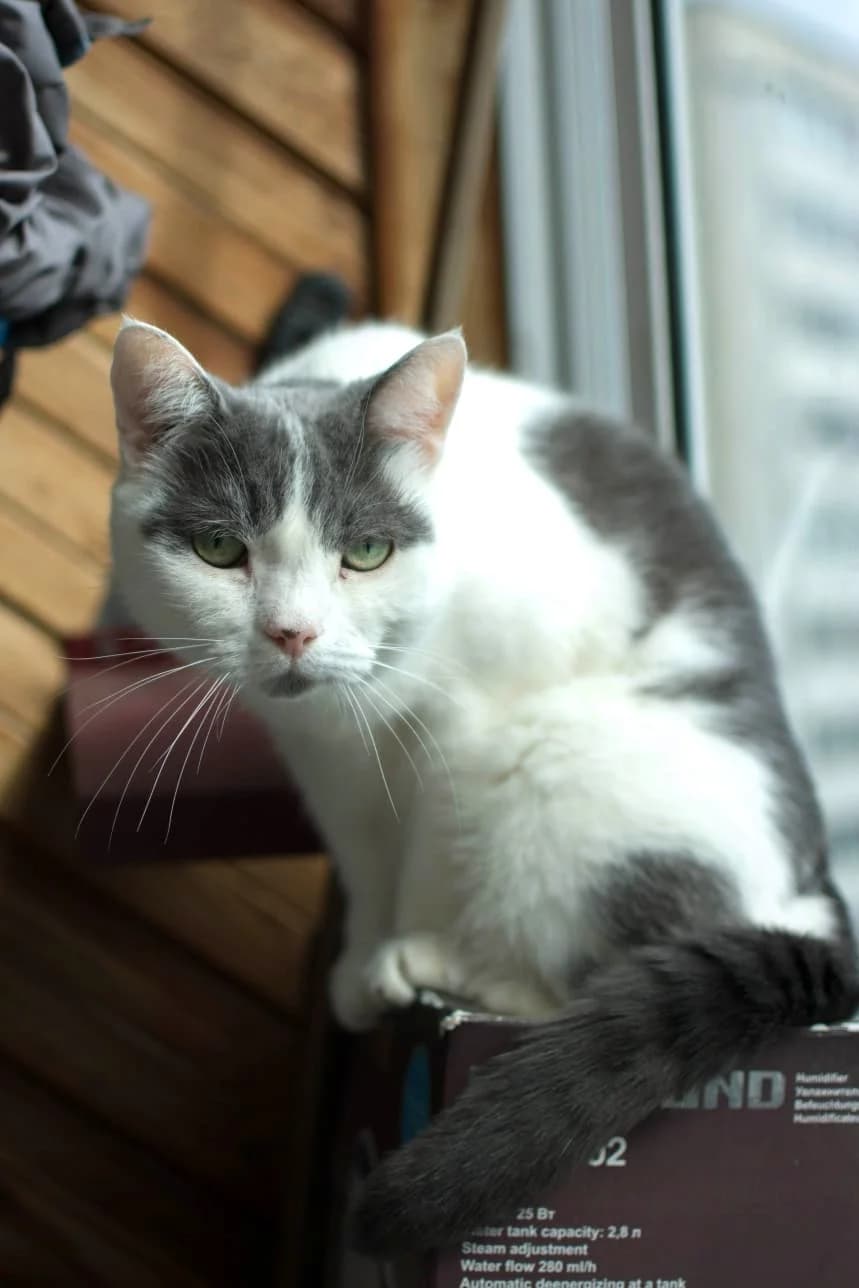 Masha| K26-0411, female 7yo Mixed Breed for adoption at Tierschutzverein House of animals Marfino eV, Jessen (Elster)