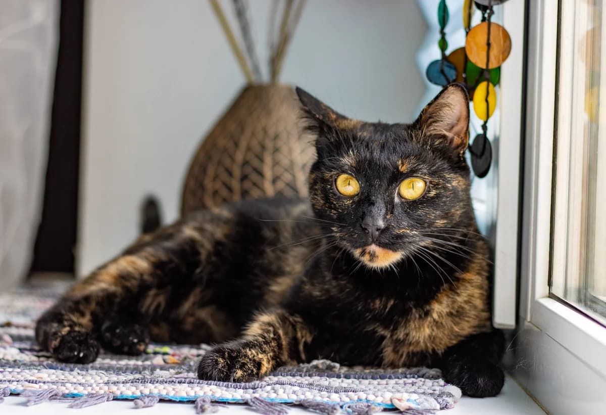 Africa| K26-0602, female 3yo Mixed Breed for adoption at Tierschutzverein House of animals Marfino eV, Jessen (Elster)