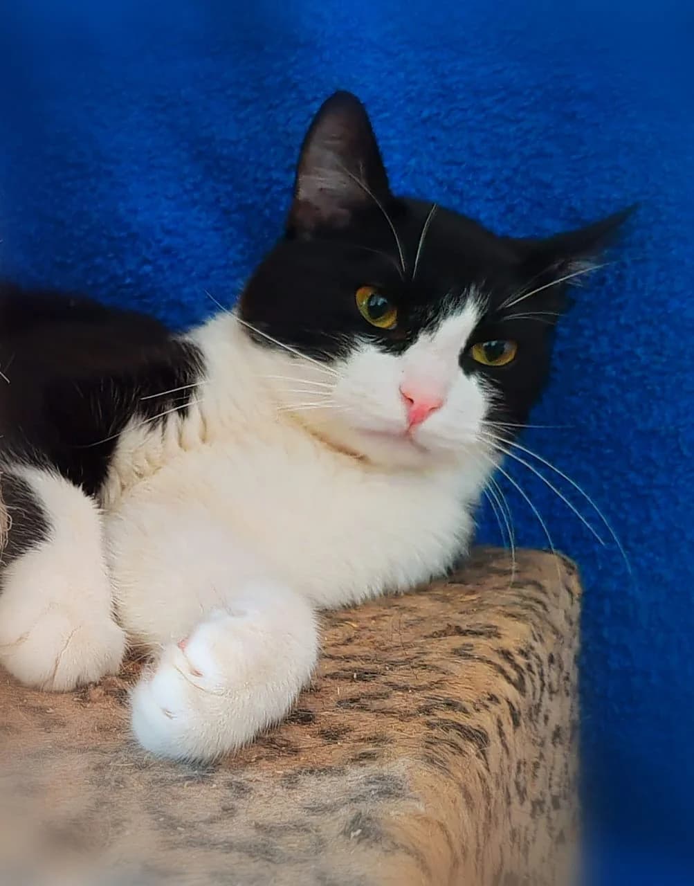 Anri | K26-0803, male young Mixed Breed for adoption at Tierschutzverein House of animals Marfino eV, Jessen (Elster)