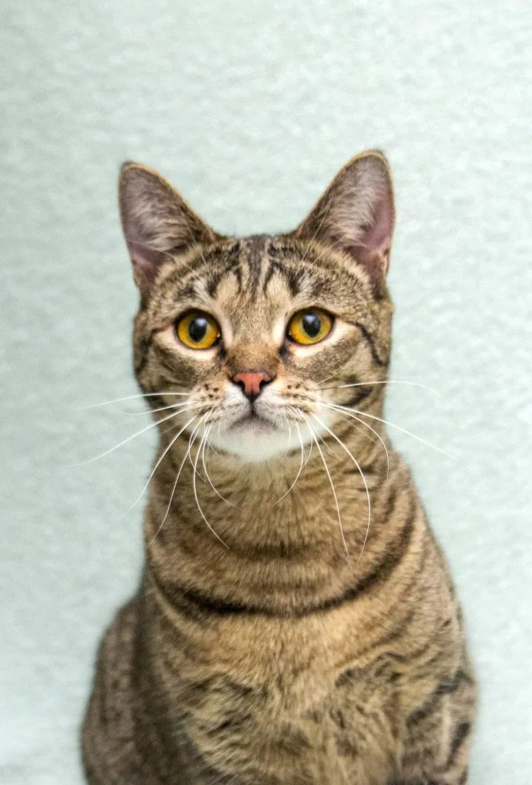 Danko | K26-0804, male young Mixed Breed for adoption at Tierschutzverein House of animals Marfino eV, Jessen (Elster)