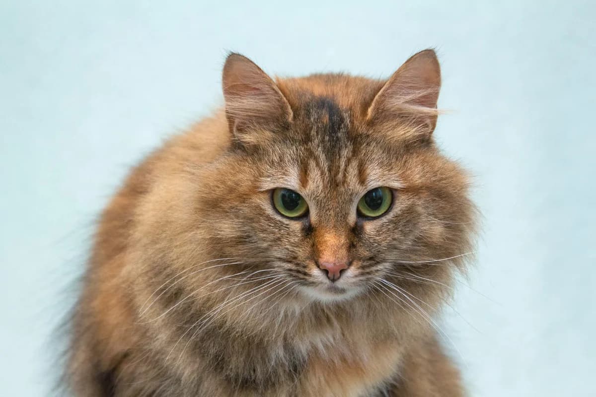 Elsa| K26-0805, female young Mixed Breed for adoption at Tierschutzverein House of animals Marfino eV, Jessen (Elster)