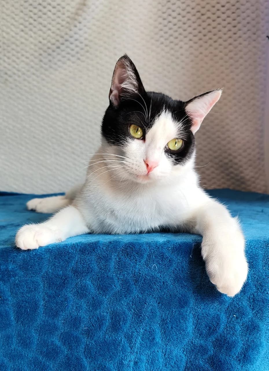 Emin | K26-0806, male young Mixed Breed for adoption at Tierschutzverein House of animals Marfino eV, Jessen (Elster)
