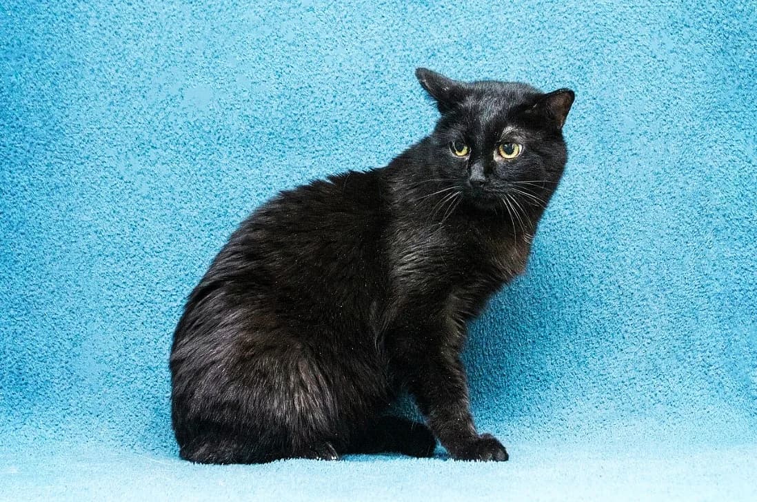 Francesca| K26-0807, female 5yo Mixed Breed for adoption at Tierschutzverein House of animals Marfino eV, Jessen (Elster)