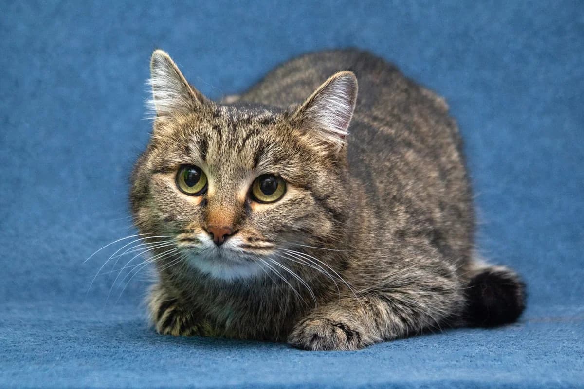 Mila| K26-0809, female 5yo Mixed Breed for adoption at Tierschutzverein House of animals Marfino eV, Jessen (Elster)