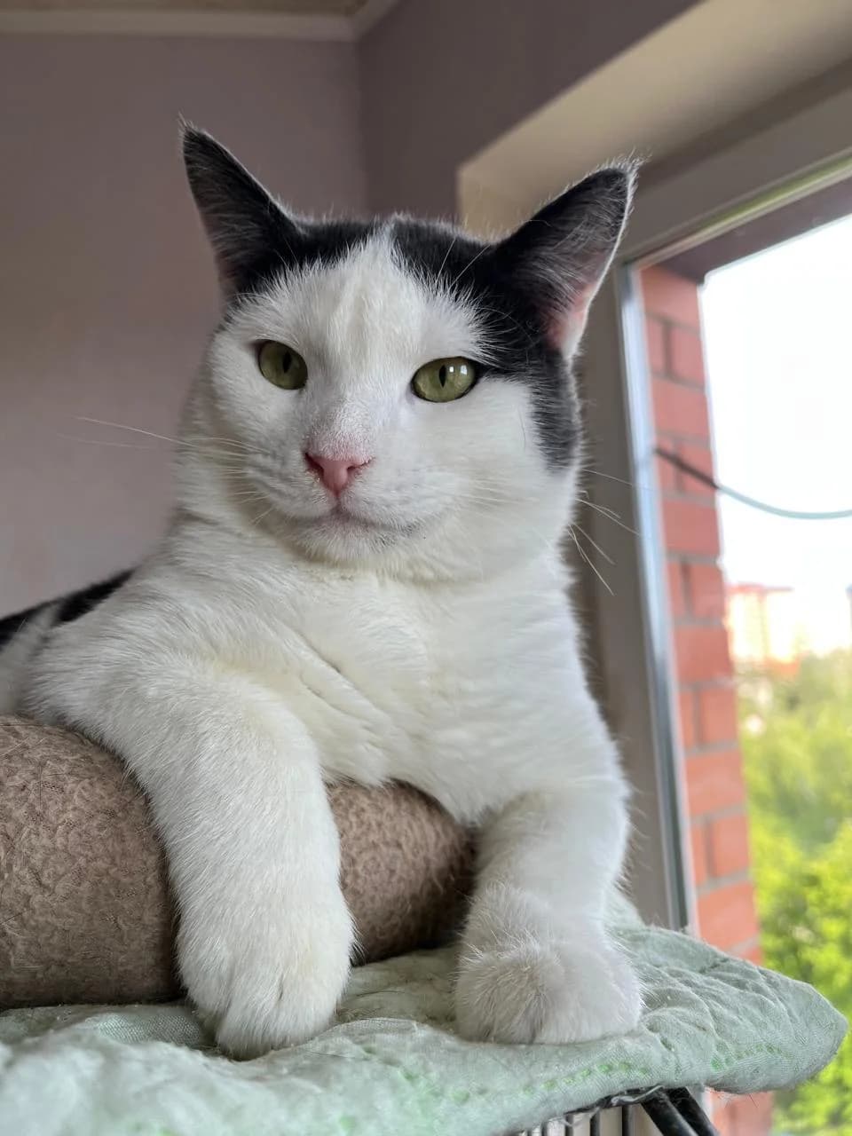 Moris | K26-0811, male 3yo Mixed Breed for adoption at Tierschutzverein House of animals Marfino eV, Jessen (Elster)