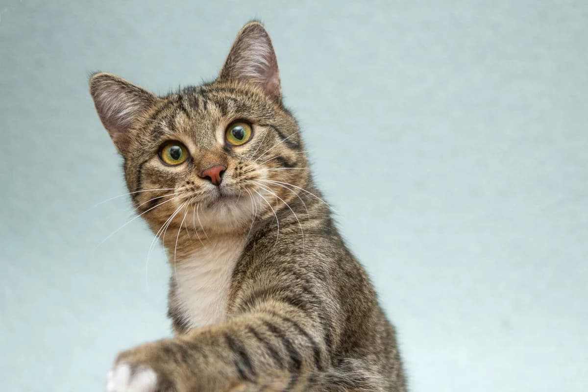 Patrik | K26-0812, male young Mixed Breed for adoption at Tierschutzverein House of animals Marfino eV, Jessen (Elster)