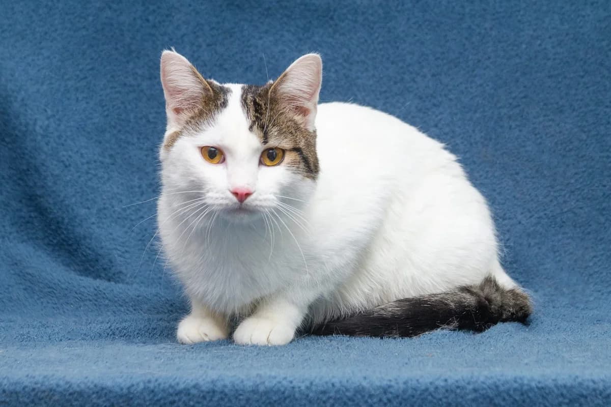 Rocky | K26-0813, male young Mixed Breed for adoption at Tierschutzverein House of animals Marfino eV, Jessen (Elster)