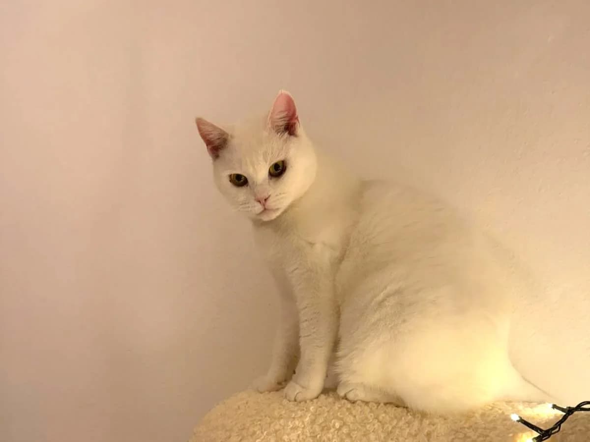 Snow| K26-1005, weiß female senior Mixed Breed for adoption at Tierschutzverein House of animals Marfino eV, Jessen (Elster)
