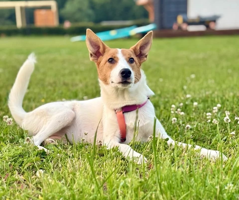 Jenny| H26-1164, female Mixed Breed for adoption at Tierschutzverein House of animals Marfino eV, Jessen (Elster)
