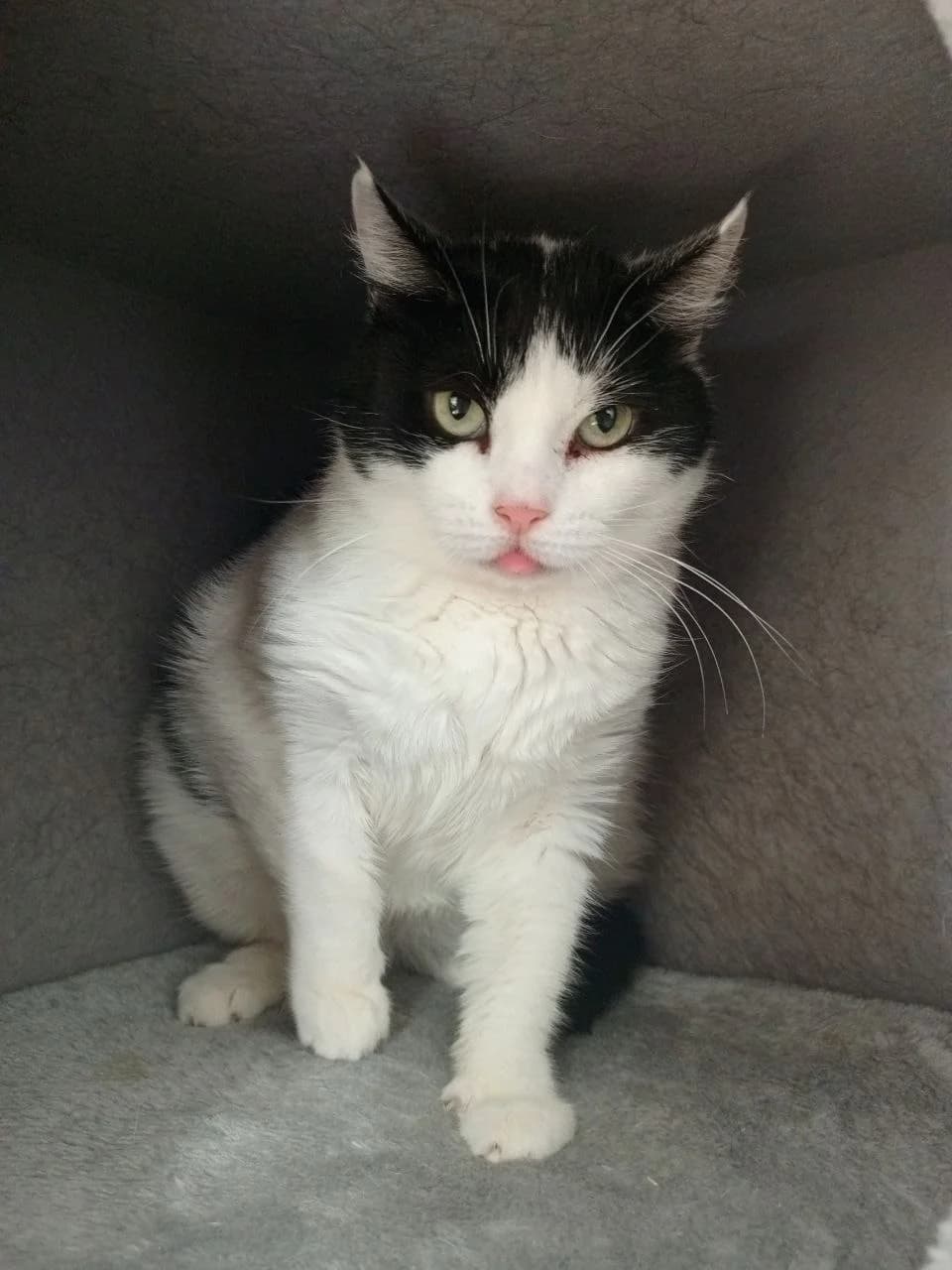 Anya| K26-0902, female 6yo Mixed Breed for adoption at Tierschutzverein House of animals Marfino eV, Jessen (Elster)