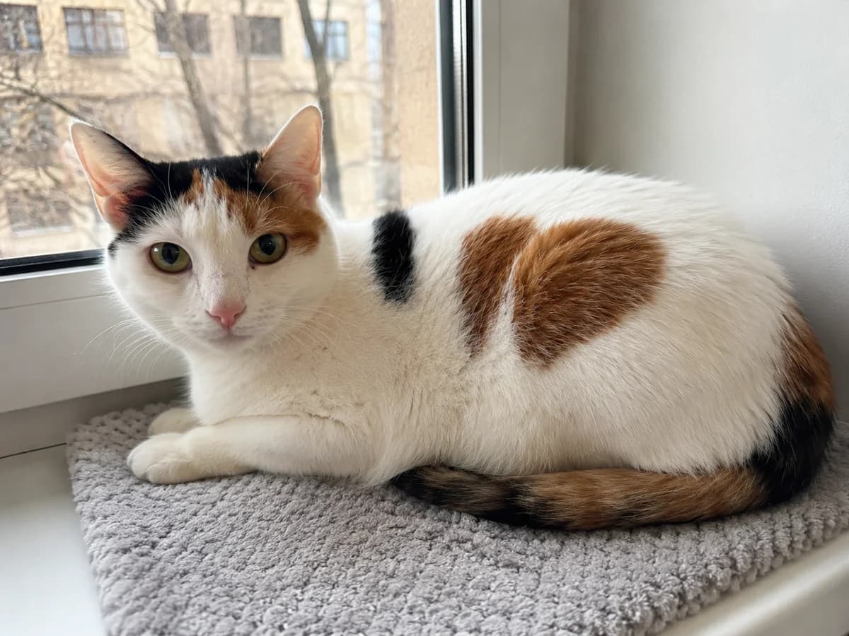 Mia| K26-0903, female 5yo Mixed Breed for adoption at Tierschutzverein House of animals Marfino eV, Jessen (Elster)