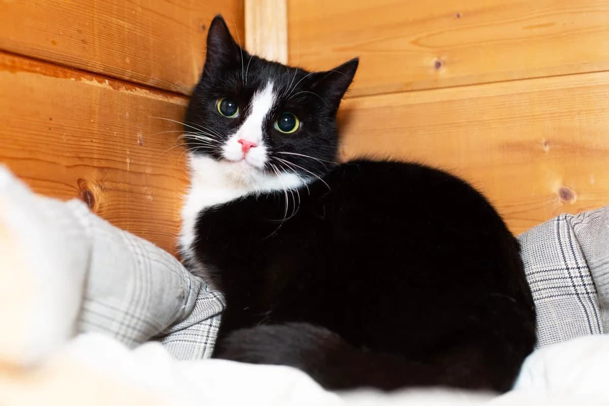 Nosja| K26-0904, female 3yo Mixed Breed for adoption at Tierschutzverein House of animals Marfino eV, Jessen (Elster)