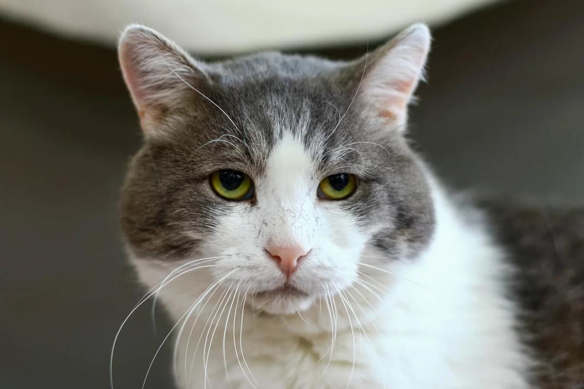 Paul | K26-1101, male 7yo Mixed Breed for adoption at Tierschutzverein House of animals Marfino eV, Jessen (Elster)