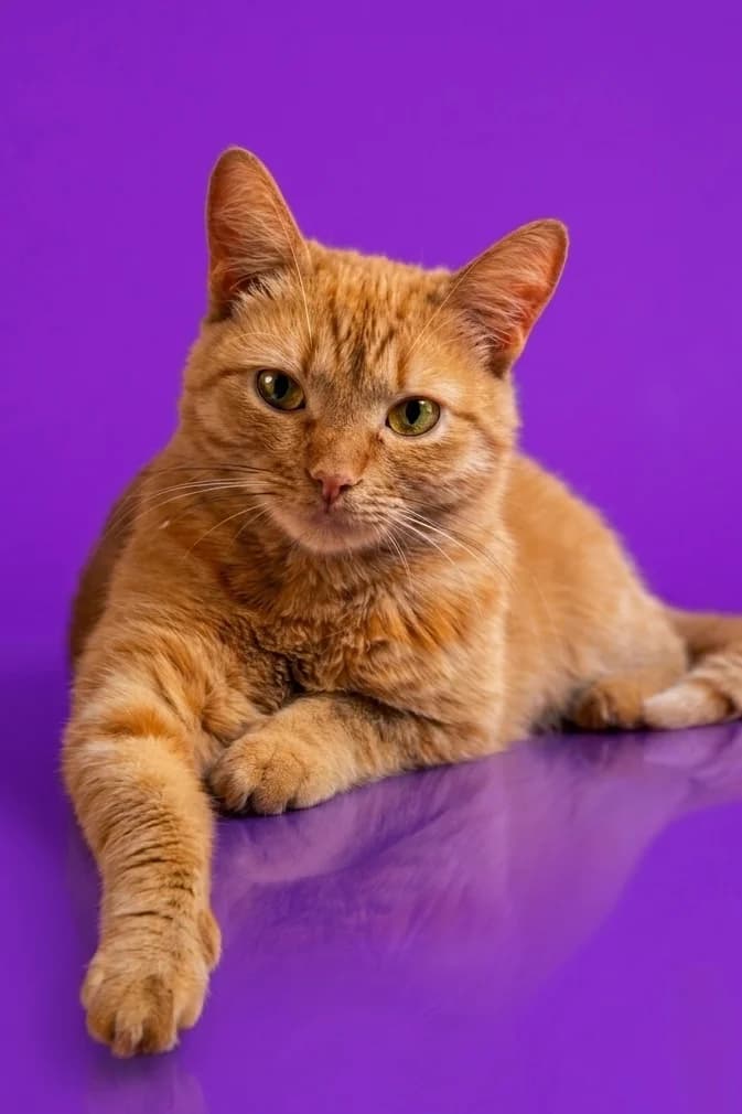 Judi| K26-0114, female young Mixed Breed for adoption at Tierschutzverein House of animals Marfino eV, Jessen (Elster)