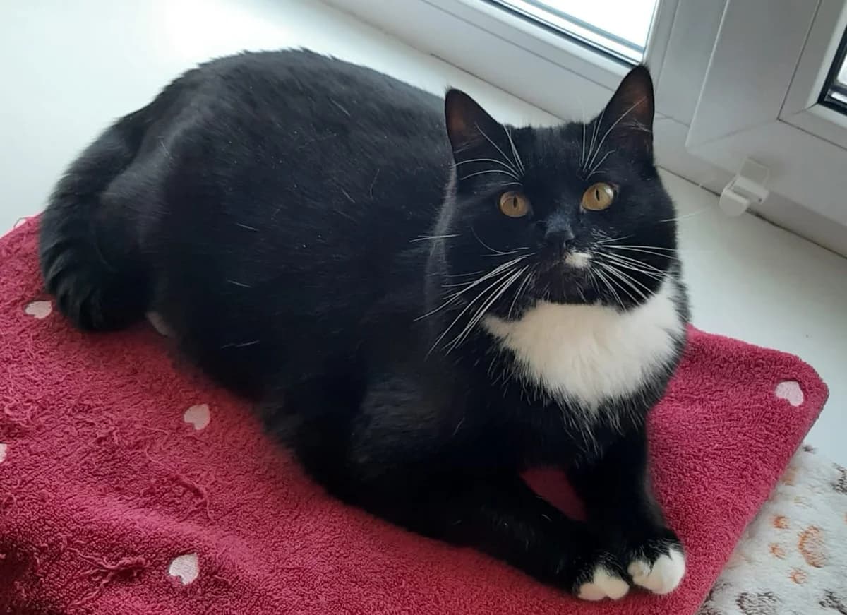 Nochka| K26-0414, female 4yo Mixed Breed for adoption at Tierschutzverein House of animals Marfino eV, Jessen (Elster)