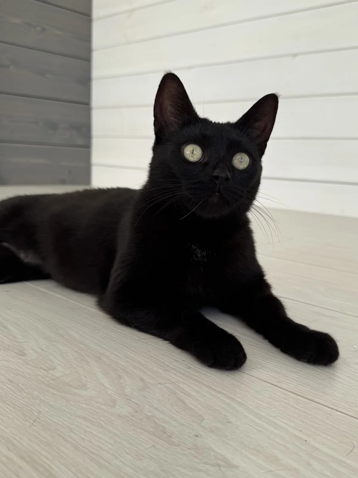 Pina| K26-1102, female young Mixed Breed for adoption at Tierschutzverein House of animals Marfino eV, Jessen (Elster)
