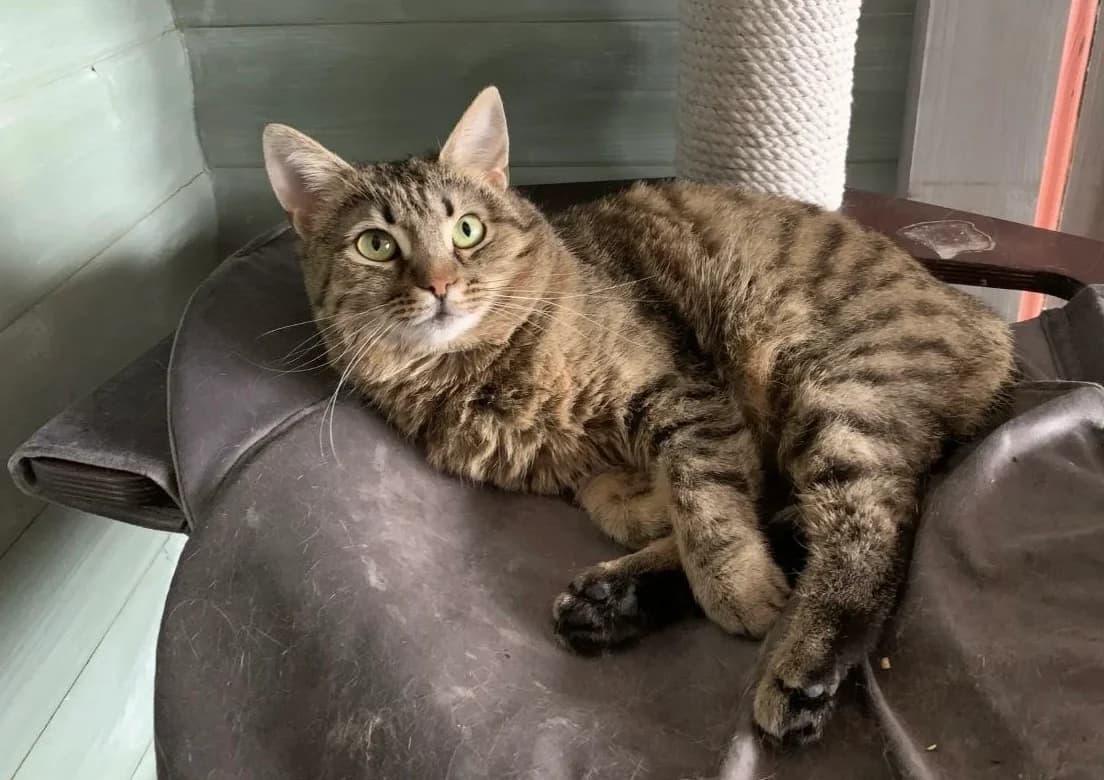 Olivia| K26-1300, male 5yo Mixed Breed for adoption at Tierschutzverein House of animals Marfino eV, Jessen (Elster)