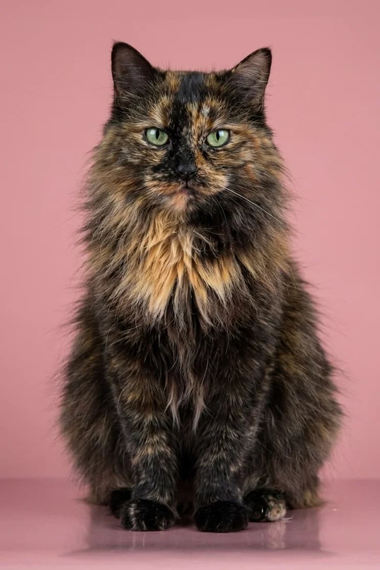 Barbara| K26-0109, female 3yo Mixed Breed for adoption at Tierschutzverein House of animals Marfino eV, Jessen (Elster)