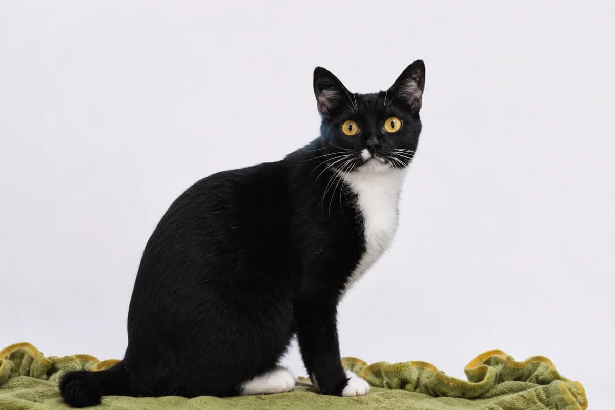 Mitya | K26-1118, male 5yo Mixed Breed for adoption at Tierschutzverein House of animals Marfino eV, Jessen (Elster)