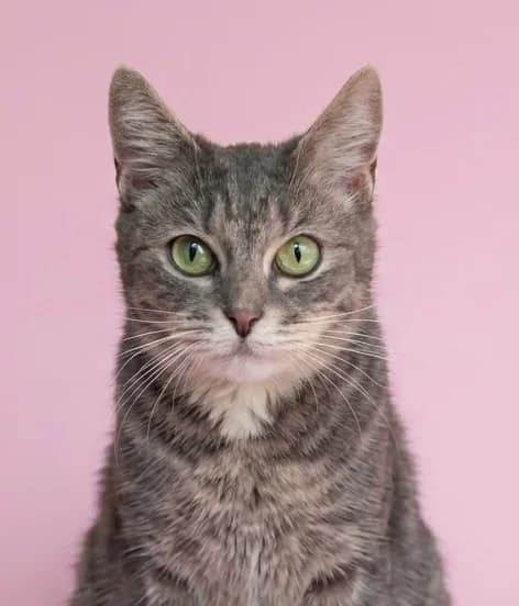 Maily| K26-0117, female 3yo Mixed Breed for adoption at Tierschutzverein House of animals Marfino eV, Jessen (Elster)